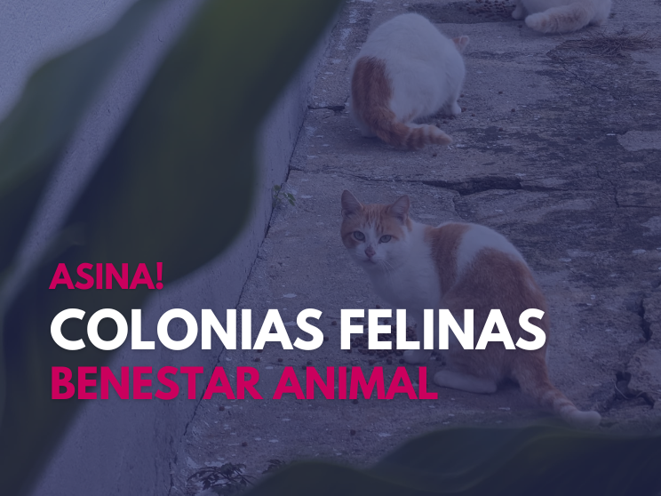 CAMPAÑA COLONIAS FELINAS