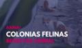 O BNG leva a pleno unha moción para a xestión real e efectiva das colonias felinas do rural de Ames