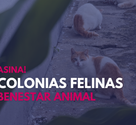 CAMPA&Ntilde;A COLONIAS FELINAS